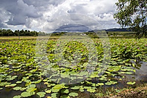 Lotus flower plants