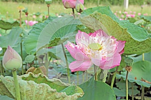 Lotus flower plants in the pond nature