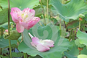 Lotus flower plants in the pond nature