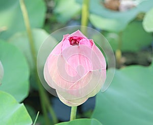 Lotus flower plants in the pond nature.