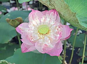 Lotus flower plants in the pond nature.