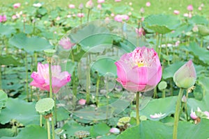 Lotus flower plants in the pond nature.