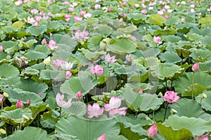 Lotus flower and Lotus flower plants in the pond, nature background