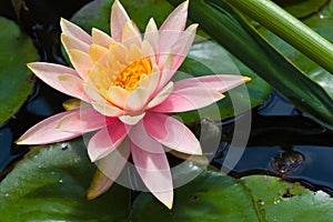 Lotus flower in pond (2)