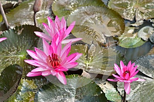 Lotus flower in the pond