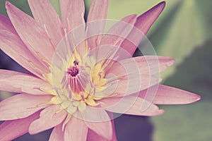 Lotus flower in pond