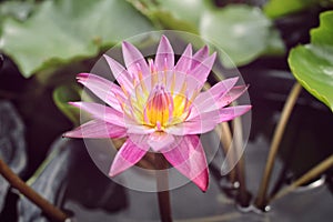 Lotus flower in the pond