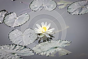 Lotus flower on pond