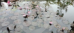 lotus flower on the pond in the garden of the vila kancil in bandung city indonesia