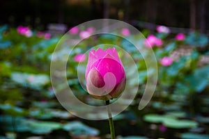 Lotus flower in the pond