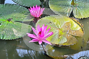 Lotus flower in the pond