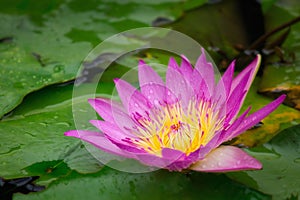 Lotus flower in pond with raindrop photo