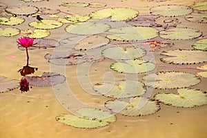 Lotus flower in the pond. Waterlilly blossom in garden. Natural background