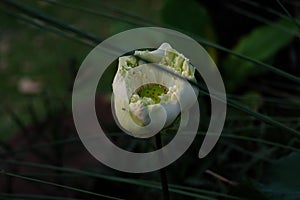 Lotus flower in the pond. photo