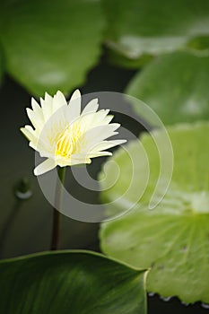 Lotus flower in the pool