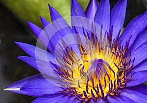 Lotus flower in purple