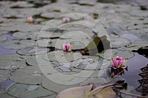 Lotus flower photo