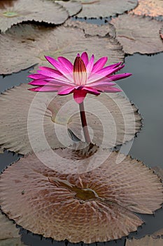 Lotus flower with purple pink yellow colorful leaves blooming and growing in a pond.