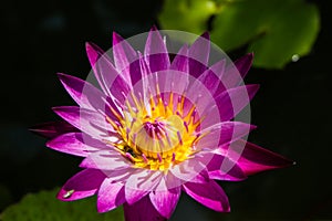 Lotus Flower purplecolor