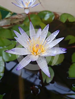 The lotus flower after the rain