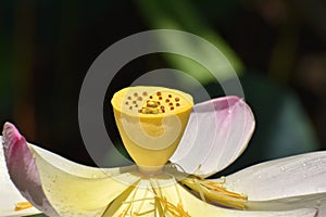 Lotus Flower Receptacle- A Closeup