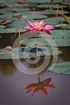 Lotus Flower with Reflection