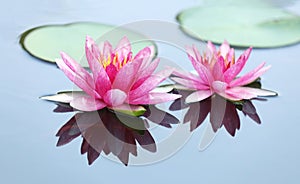 Lotus flower with reflection on calm water