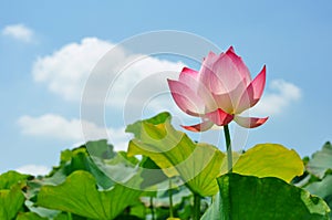 Lotus flower rising from mud to the sunshine