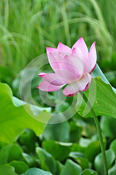 Lotus flower rising from mud to the sunshine