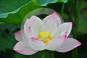 Lotus flower rising in the sun