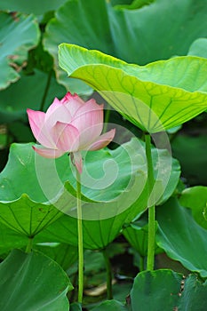 Lotus flower rising in the sun