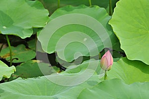 Lotus flower rising in the sun