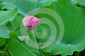 Lotus flower rising in the sun