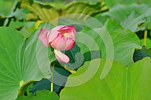 Lotus flower rising in the sun