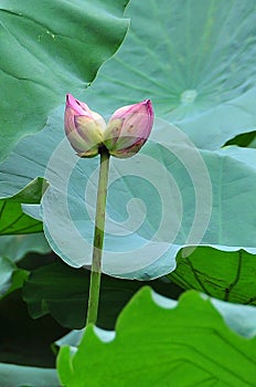 Lotus flower rising in the sun