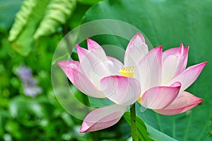 Lotus flower rising in the sun