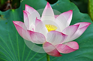 Lotus flower rising in the sun