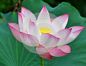 Lotus flower rising in the sun