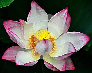 Lotus flower rising in the sun