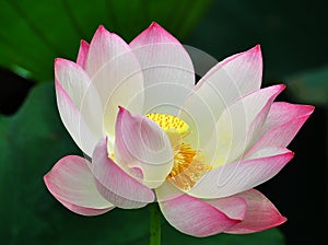 Lotus flower rising in the sun