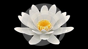 Lotus flower rotating alpha channel