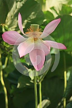 Lotus flower rustling in the wind