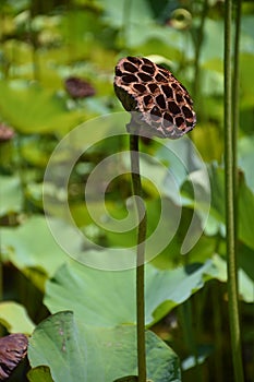 Lotus Flower Seed Pod standing proud