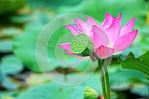 Lotus flower and seedpod