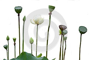 Lotus flower and seedpod on white background with clipping path.