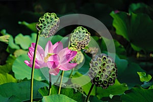 Lotus flower and seedpods