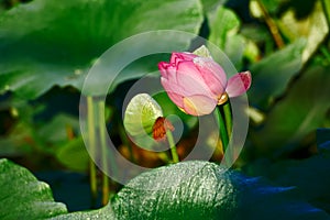 The lotus flower and showerhead