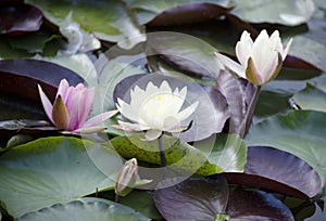 Lotus flower sin the lake