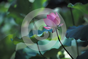 Lotus flower on slender stem