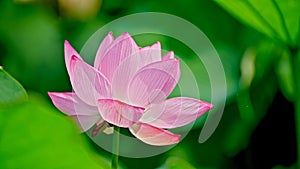 Lotus flower in spring with beautiful petals